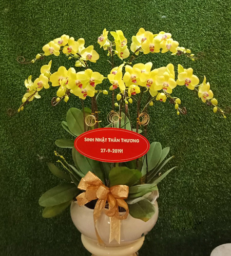 Chậu lan hồ điệp đẹp tại shop hoa Bình Thạnh