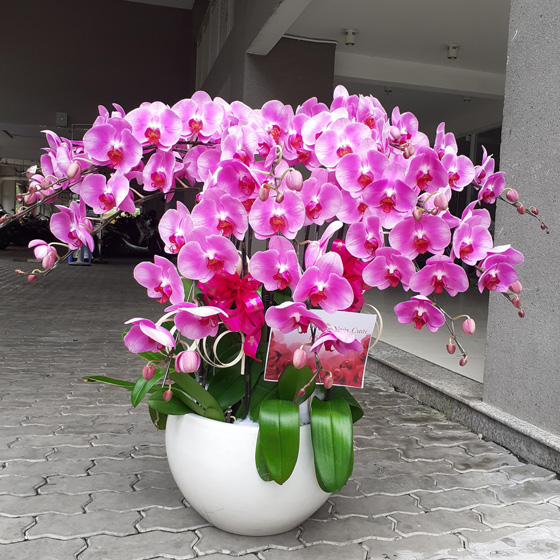 Shop hoa tươi Cần Giờ
