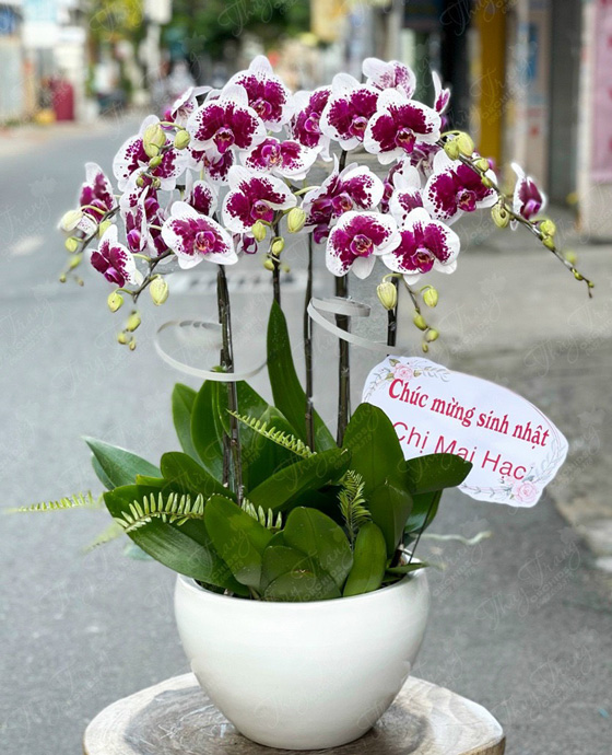 Hoa tươi ở huyện Nhà Bè