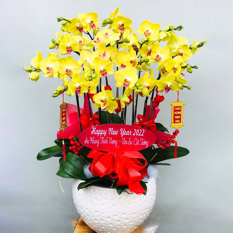 lan hồ điệp quận 1