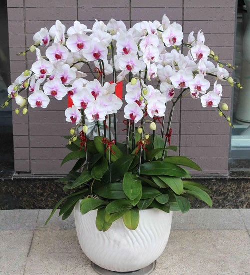 hoa lan hồ điệp quận 11