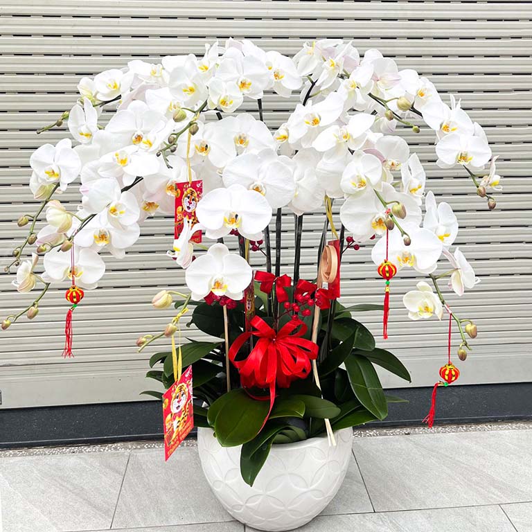 Shop hoa tươi Tân Phú uy tín, chất lượng với nhiều mẫu hoa lan hồ điệp đẹp