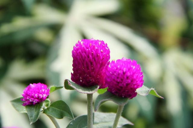 Hình ảnh hoa bách nhật hồng