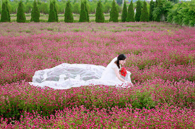 Hoa bách nhật hồng 2