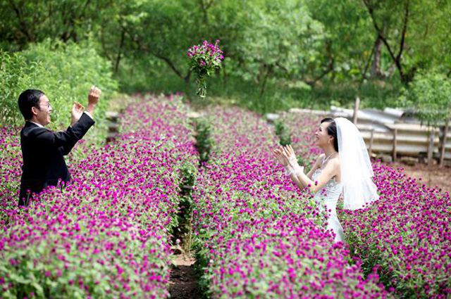 Hoa bách nhật hồng 4