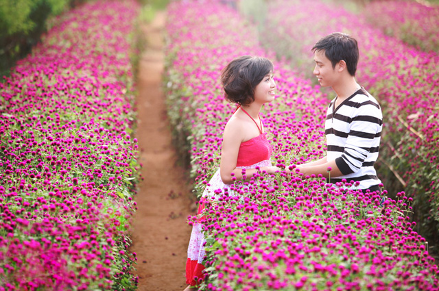 Hoa bách nhật hồng đẹp