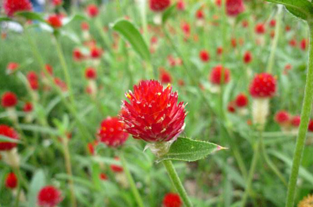 Hoa bách nhật hồng màu đỏ