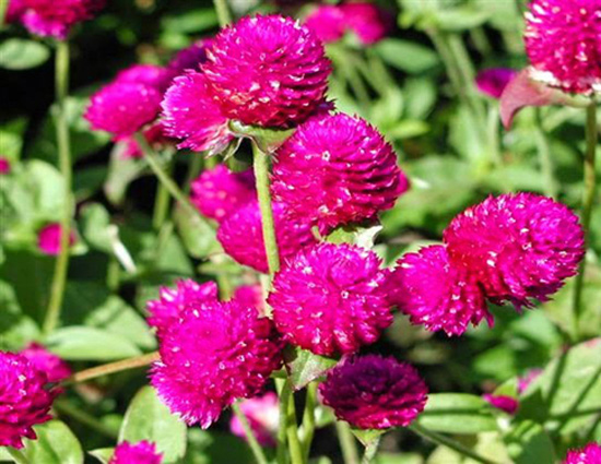 Hoa bách nhật hồng tím