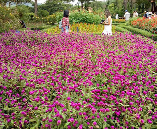 Vườn hoa bách nhật hồng