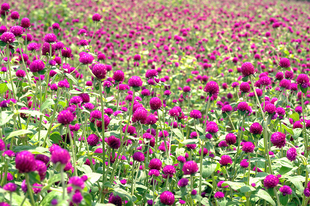 Ý nghĩa hoa bách nhật hồng