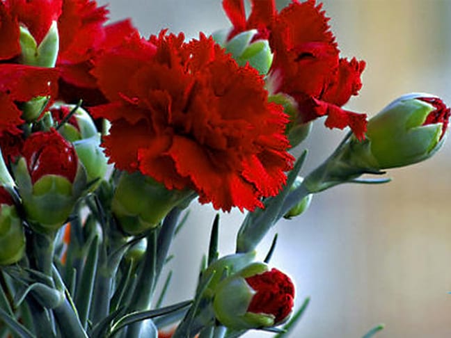 hoa cẩm chướng đỏ