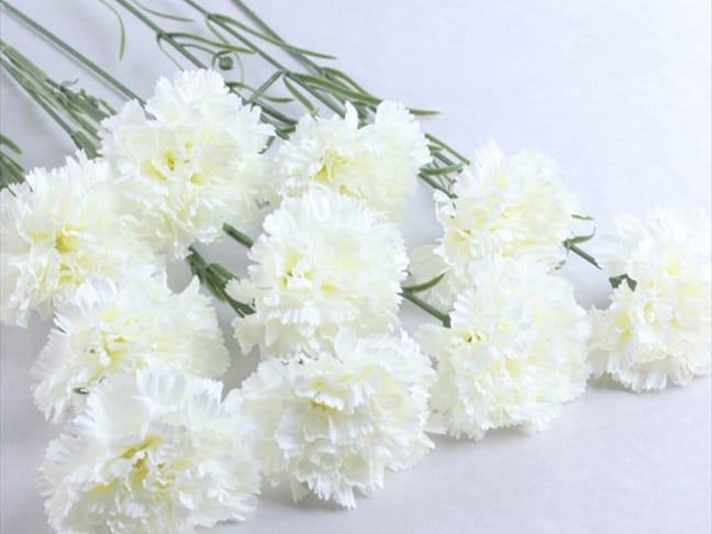 cẩm chướng trắng