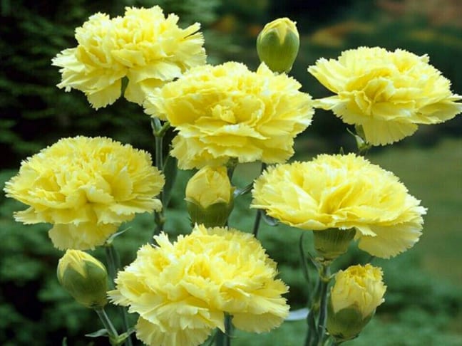 ý nghĩa hoa cẩm chướng vàng