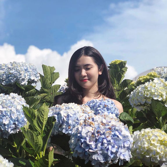 Hoa cẩm tú cầu