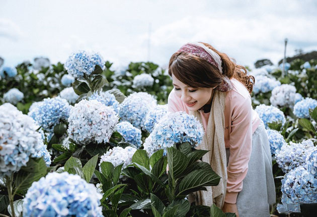 Ý nghĩa của hoa cẩm tú cầu