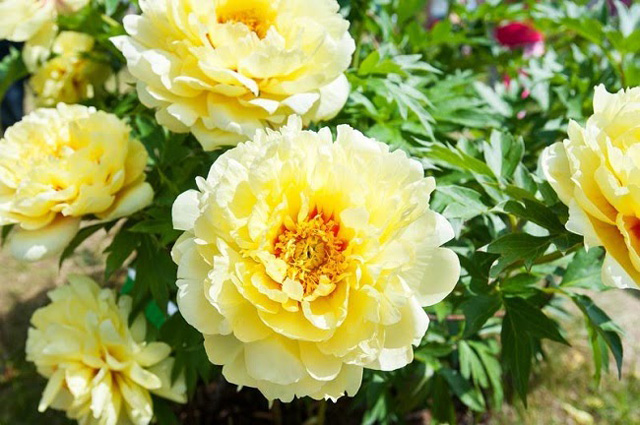 Cách chăm sóc hoa mẫu đơn vàng