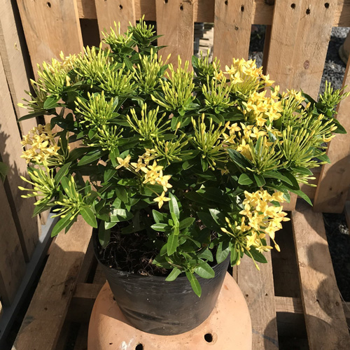 Cách trồng cây hoa mẫu đơn vàng