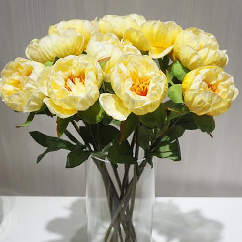 Hoa mẫu đơn vàng