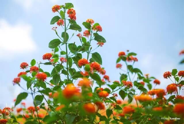 hoa ngũ sắc