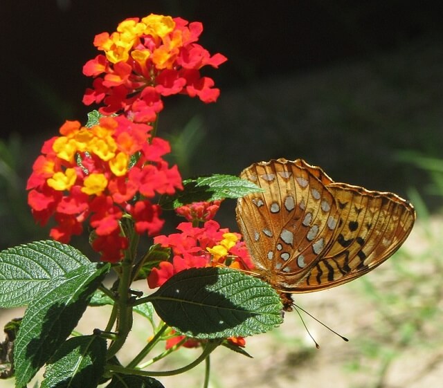 hoa ngũ sắc
