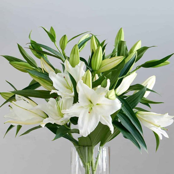 Hoa lily đẹp