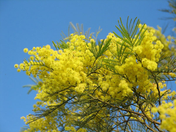 Hoa mimosa trinh nữ vàng