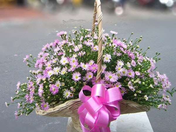 Ý nghĩa hoa thạch thảo