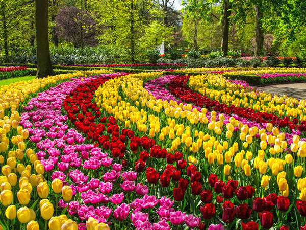 Ý nghĩa hoa tulip