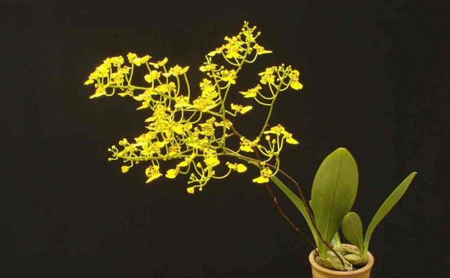 Nguồn gốc lan vũ nữ