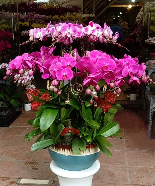 Chậu hoa lan tím