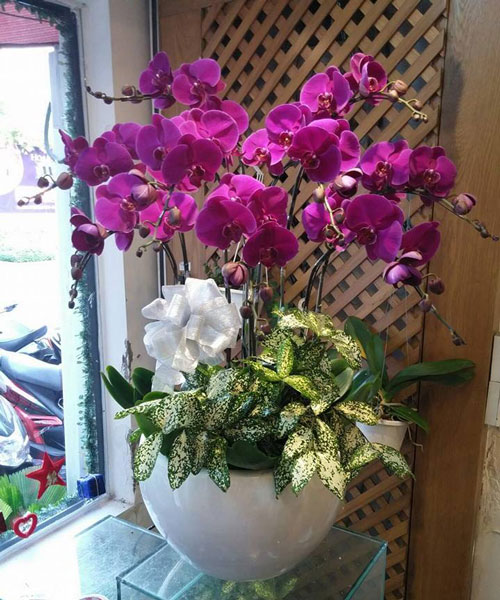 chậu lan hồ điệp tím