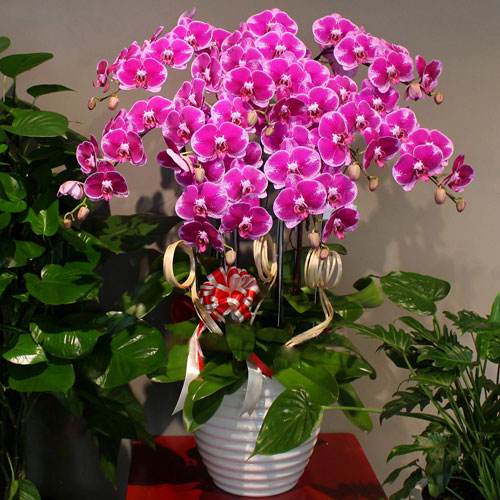 Giá lan hồ điệp tím