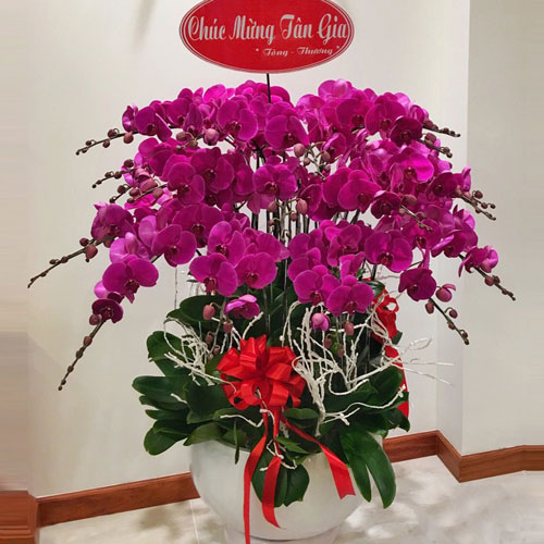 hồ điệp tím