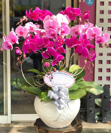 hoa lan hồ điệp tím