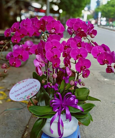 lan hồ điệp tím