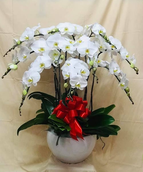 lan hồ điệp trắng