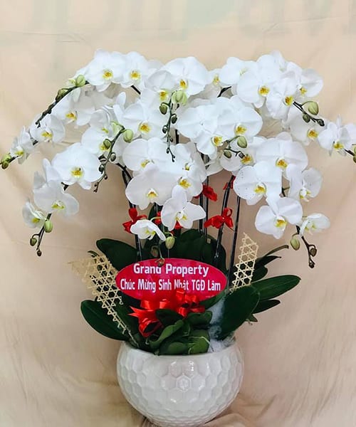 hoa lan hồ điệp trắng