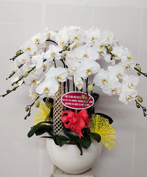 shop lan hồ điệp trắng