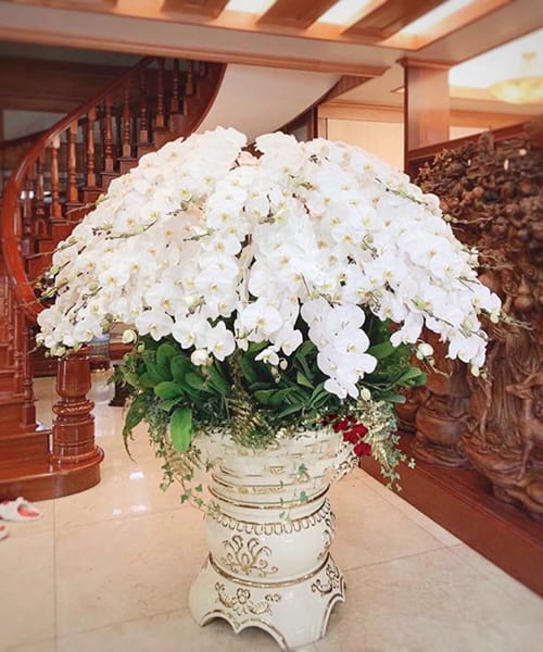 hồ điệp trắng