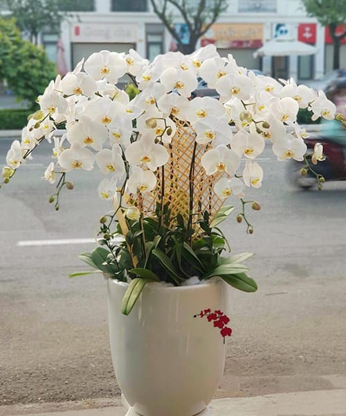 shop hoa lan hồ điệp trắng