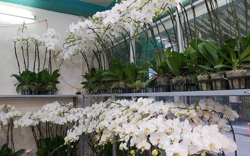 lan hồ điệp trắng