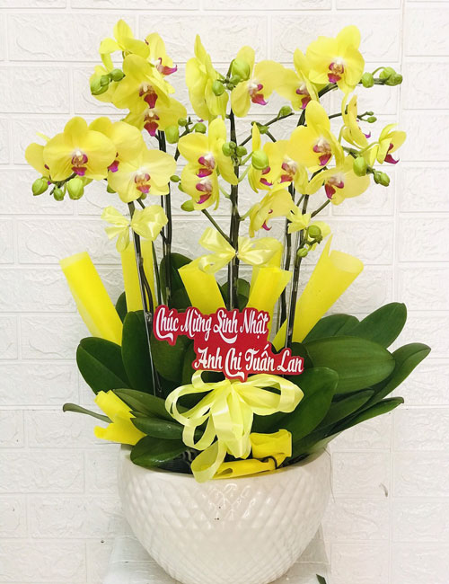 Chậu lan hồ điệp vàng