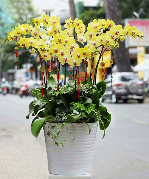 Lan hồ điệp màu vàng