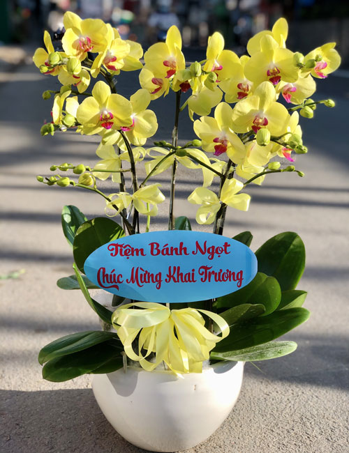 Hoa lan hồ điệp vàng