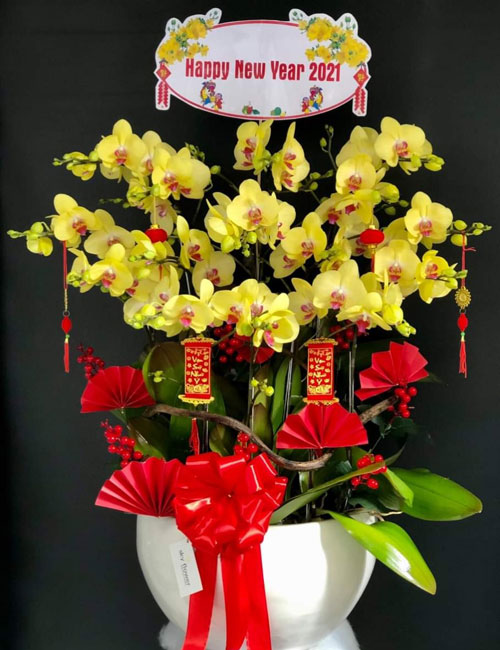 lan hồ điệp vàng