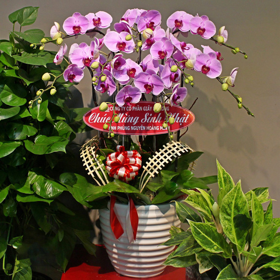 Lan hồ điệp shop hoa tươi Tân Phú Đồng Nai
