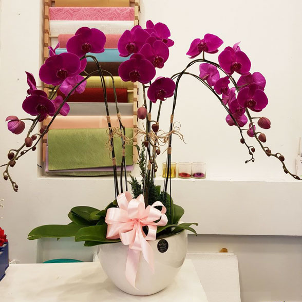 Giá lan hồ điệp tím