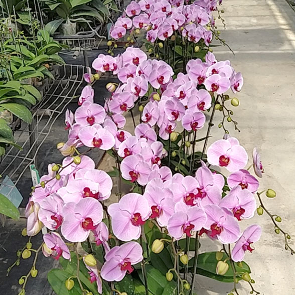 hồ điệp màu tím