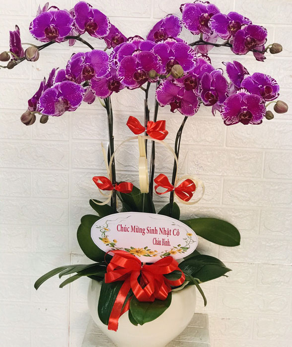 Hoa lan hồ điệp màu tím