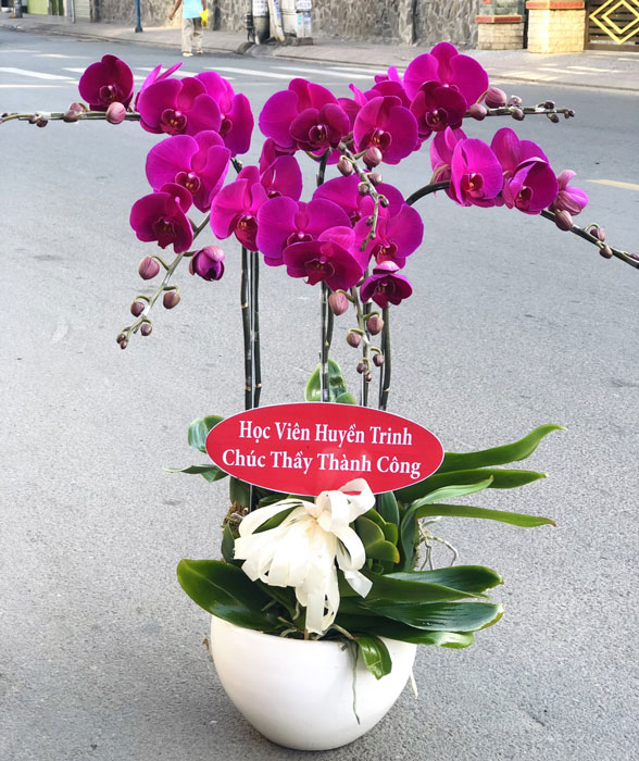 Lan hồ điệp màu tím